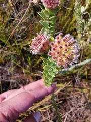 Leucospermum truncatulum