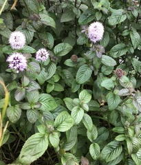 Mentha aquatica