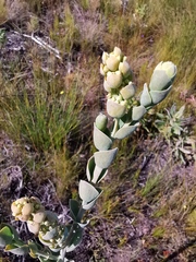 Thesium euphorbioides