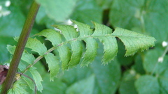 Packera sanguisorbae