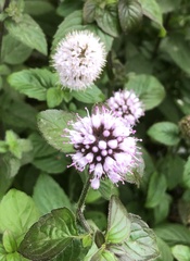 Mentha aquatica