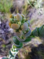 Thesium euphorbioides