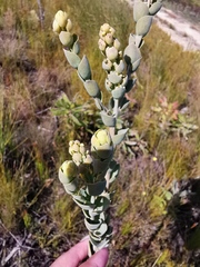 Thesium euphorbioides