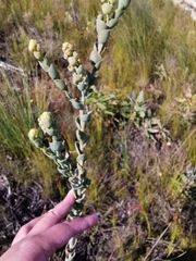 Thesium euphorbioides