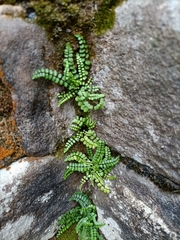 Asplenium trichomanes