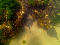 Trygonoptera imitata