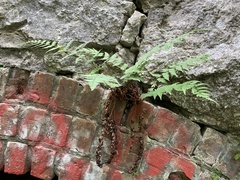 Cystopteris fragilis