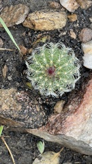 Cactoideae