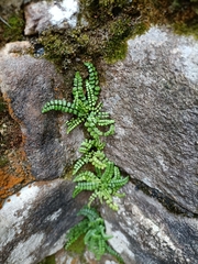 Asplenium trichomanes