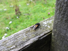 Mesembrina meridiana