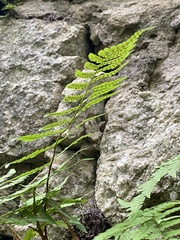 Cystopteris fragilis