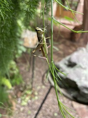Orthoptera