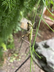 Orthoptera