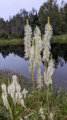 Sanguisorba canadensis