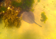 Trygonoptera imitata