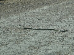 Malpolon monspessulanus