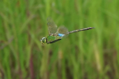 Anax parthenope julius