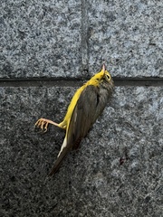 Cardellina canadensis