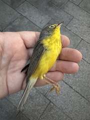 Cardellina canadensis