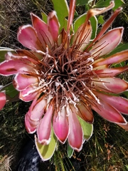 Protea compacta