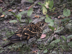 Zoothera aurea