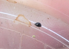 Microweisea misella