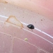 Micro Lady Beetle - Photo (c) James Bailey, some rights reserved (CC BY-NC), uploaded by James Bailey