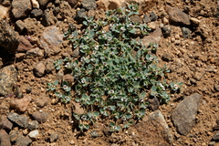 Euphorbia albomarginata