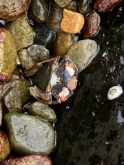 Carcinus maenas