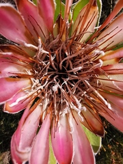 Protea compacta