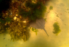 Trygonoptera imitata