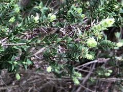 Melaleuca squarrosa