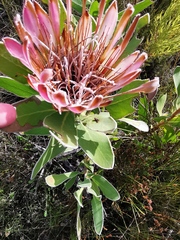 Protea compacta