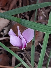 Cyclamen hederifolium