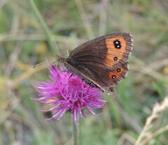 Erebia montanus