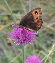 Erebia montanus