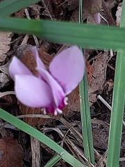 Cyclamen hederifolium