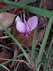 Cyclamen hederifolium