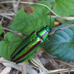 Chrysochroa fulgidissima