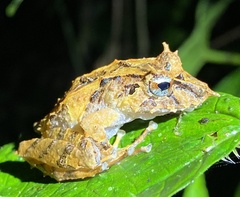 Pristimantis appendiculatus