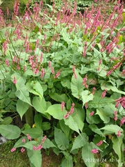 Bistorta amplexicaulis