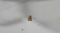 Pseudozarba bipartita