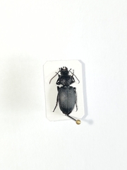 Licinus depressus