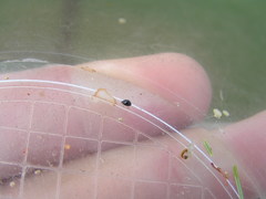 Microweisea misella