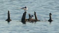 Sterna hirundo