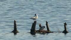 Sterna hirundo