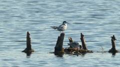 Sterna hirundo