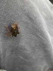 Pentatoma rufipes