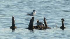 Sterna hirundo