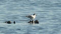 Sterna hirundo